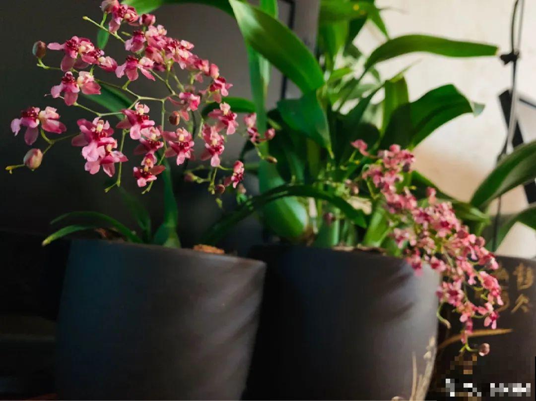 50种冬天开花植物,天冷了,照样冒花苞! 50种冬天开花植物,天冷了,照样冒花苞!