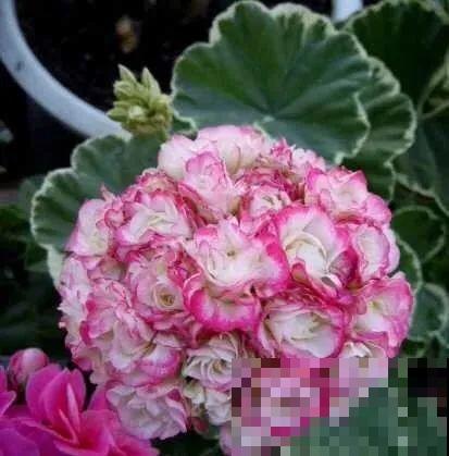 冬天就养耐阴花，没光也能开爆盆，扔角落自己疯长！