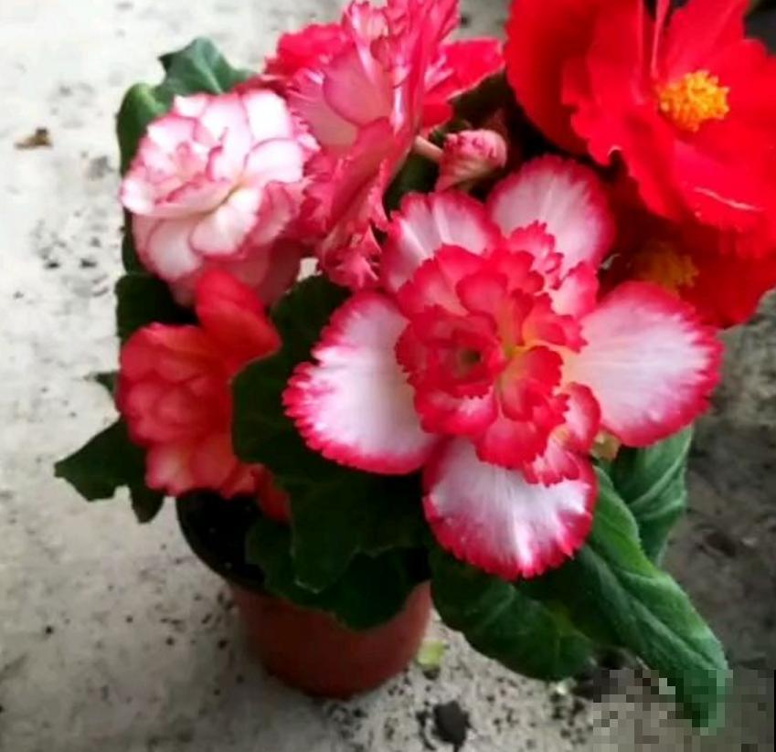 喜欢大花朵,就养球根海棠,海棠里面称“霸王”! 喜欢大花朵,就养球根海棠,海棠里面称“霸王”!