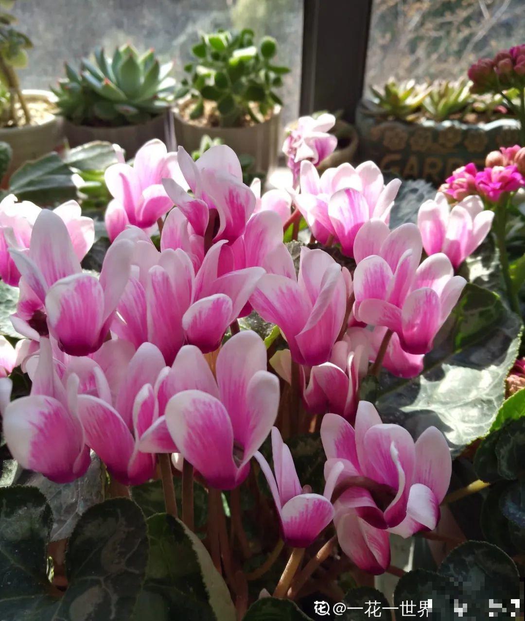 耐阴的仙客来，房间里养一盆，能开上百天！