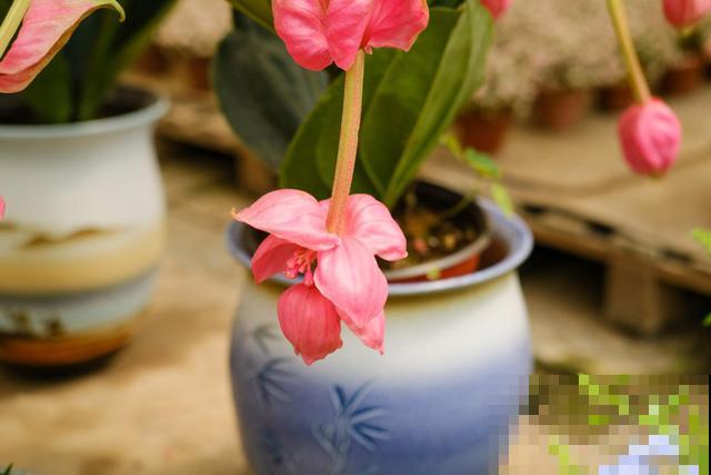 花中贵妇宝莲灯,娇气不好养,但是气质特高雅 花中贵妇宝莲灯,娇气不好养,但是气质特高雅