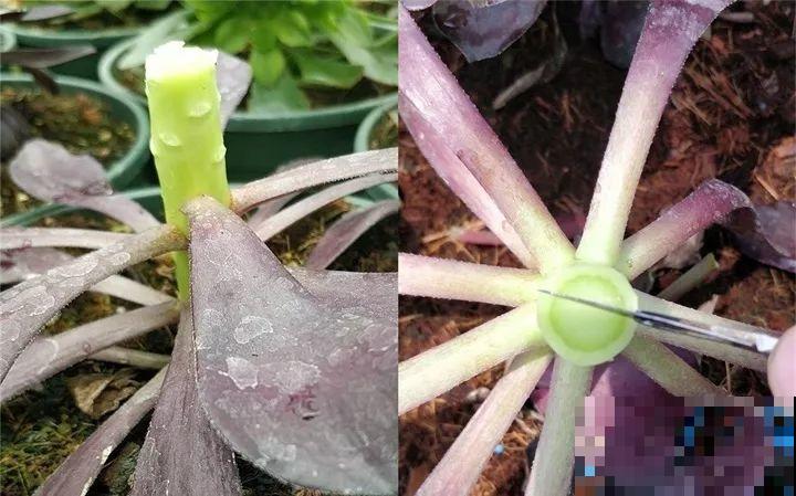 2种花组合起来养护，开花更多，满盆都是花