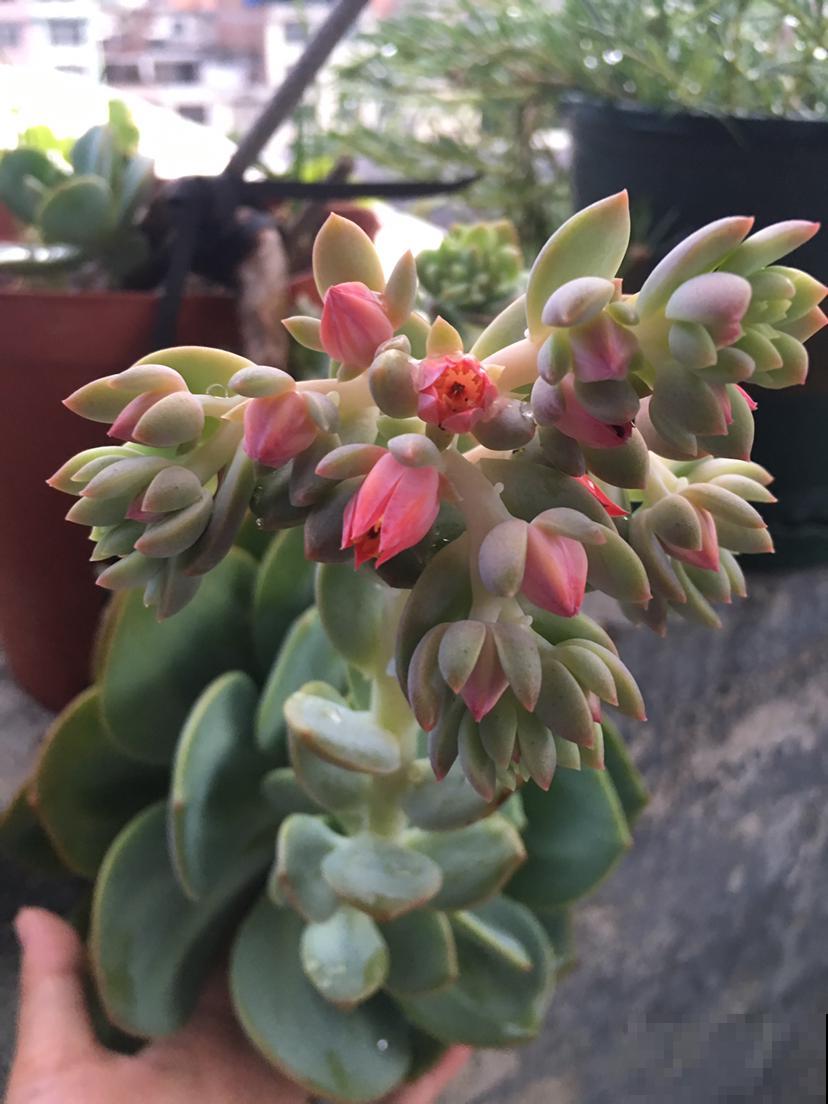 多肉开花还挺美,据说花败之后多肉必死,是真的吗? 多肉开花还挺美,据说花败之后多肉必死,是真的吗?