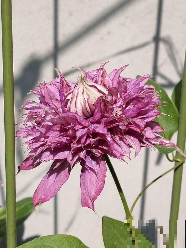 因为养花,我和家人大吵一架,怎么才能让他们接受? 因为养花,我和家人大吵一架,怎么才能让他们接受?