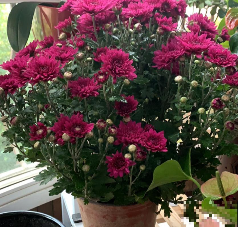 秋天养盆球菊，盆栽大花球，特适合家庭观赏！