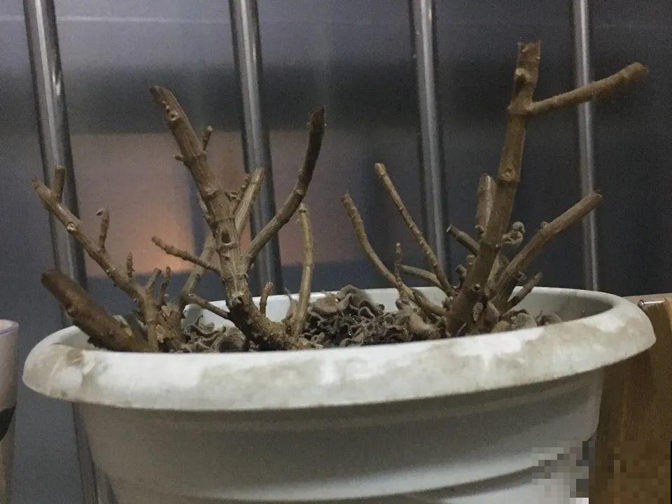 最大的长寿老桩,7年时间,养成盆景! 最大的长寿老桩,7年时间,养成盆景!