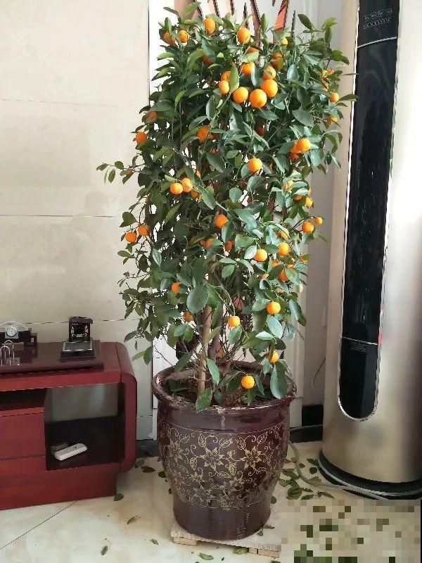 300块钱的花，一个没注意，一周掉成光杆司令