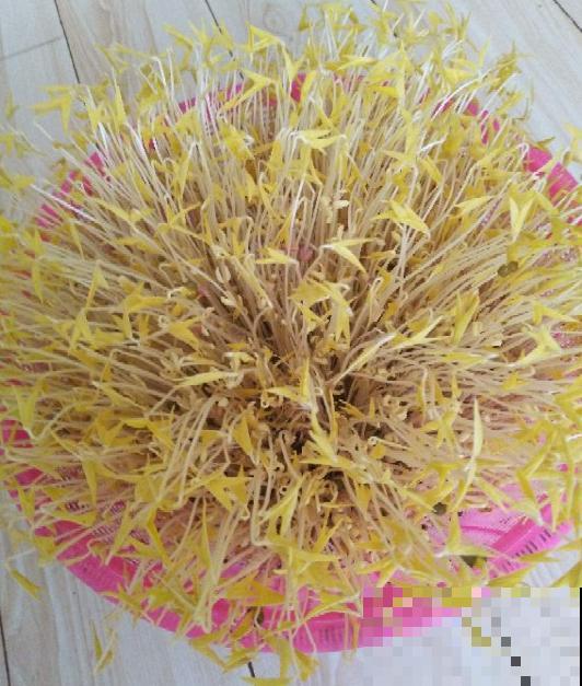 买的豆芽菜不放心？买点豆子自己生，1周就能下锅！