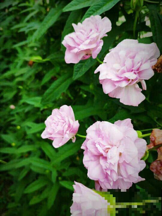 3种花开花颜值高,但是不能随意养护,泛滥成灾就麻烦了 3种花开花颜值高,但是不能随意养护,泛滥成灾就麻烦了