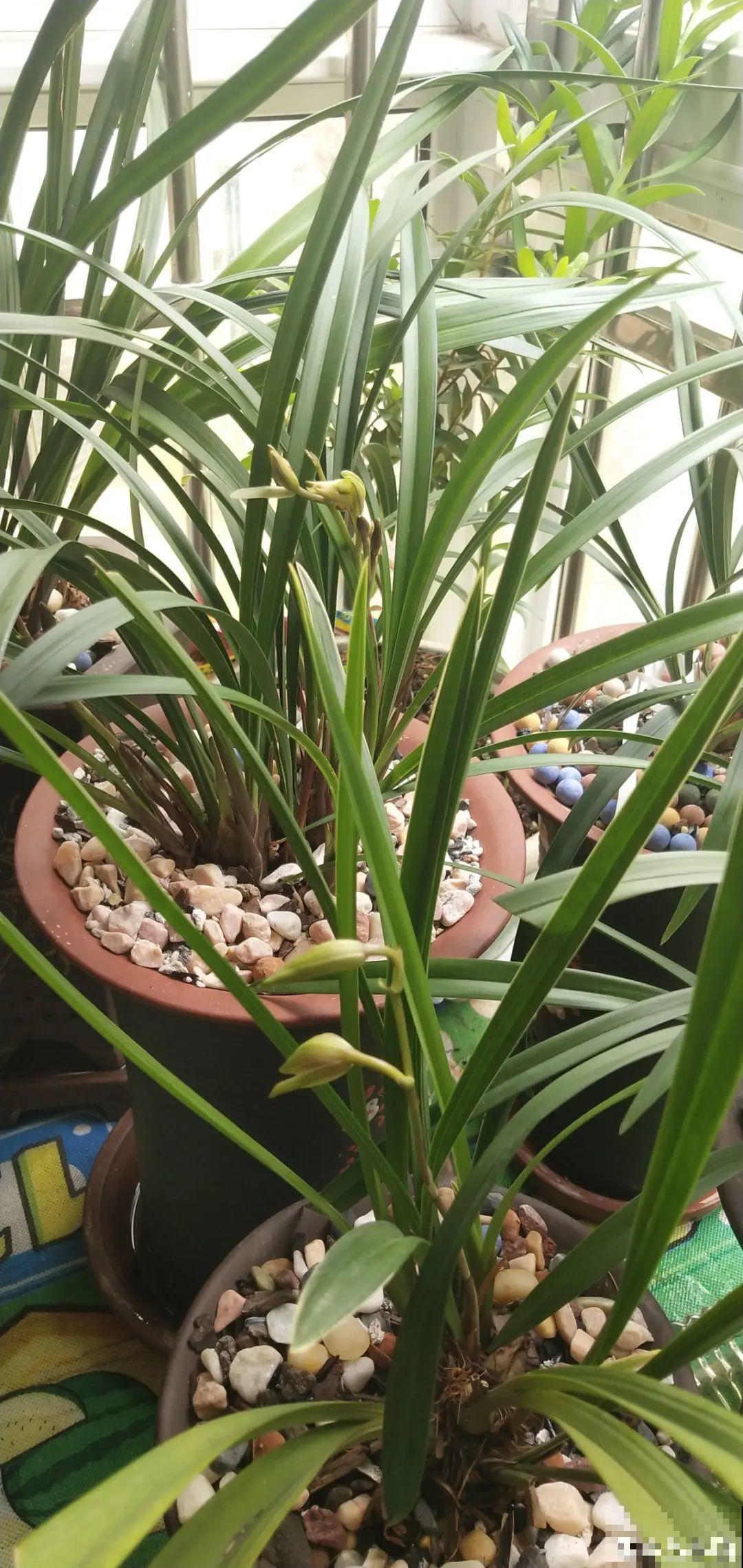 南方花友请注意，这几种花先别买，买回家就挂！