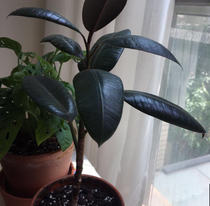 橡皮树为啥扦插不好？时间选错了，换个季节重来！