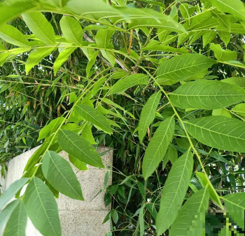 油患子树用处多多，果子沾水搓一搓，比香皂还好用！