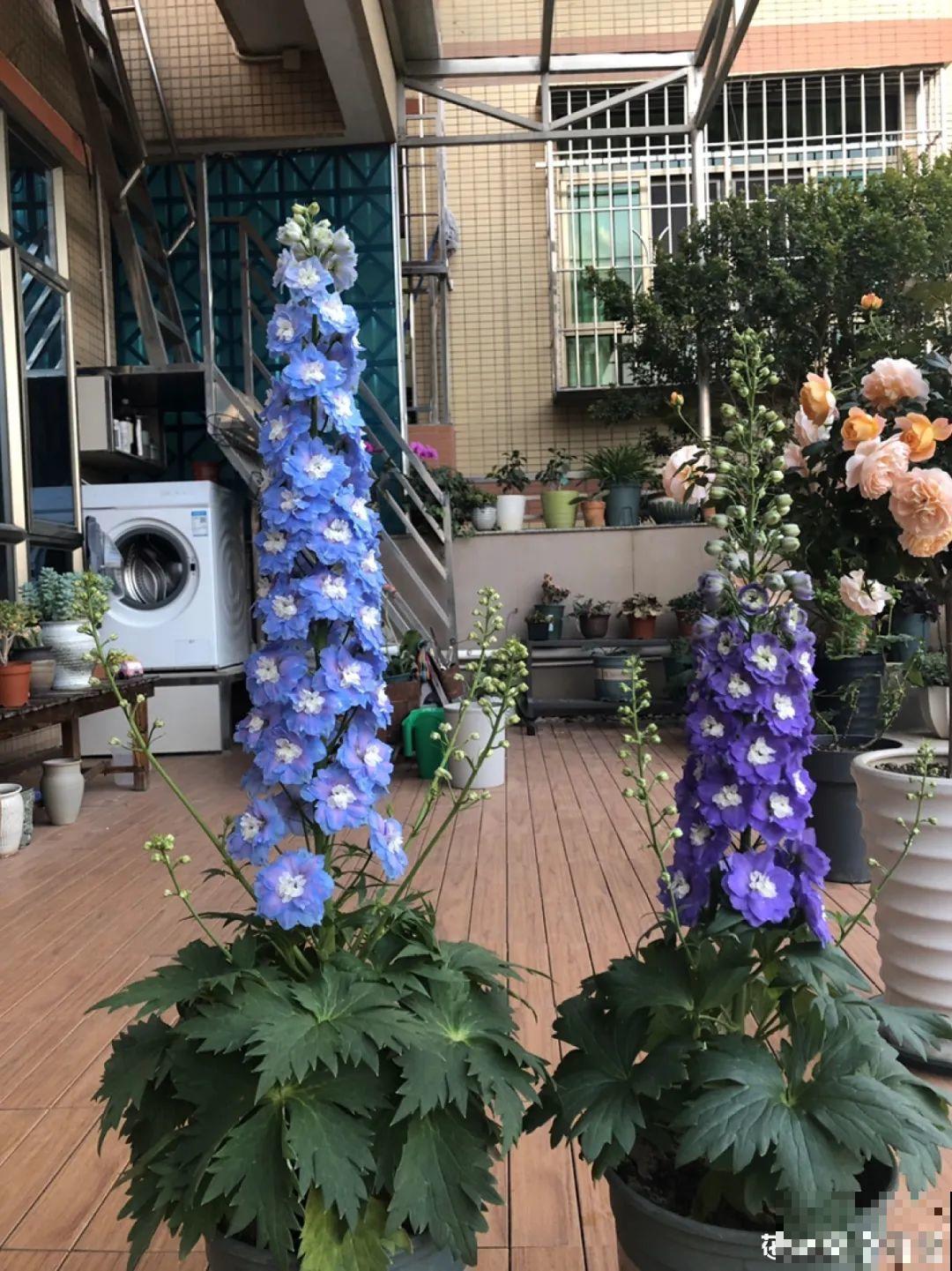 飞燕草竖着长，开花冲房顶，一串串真美！