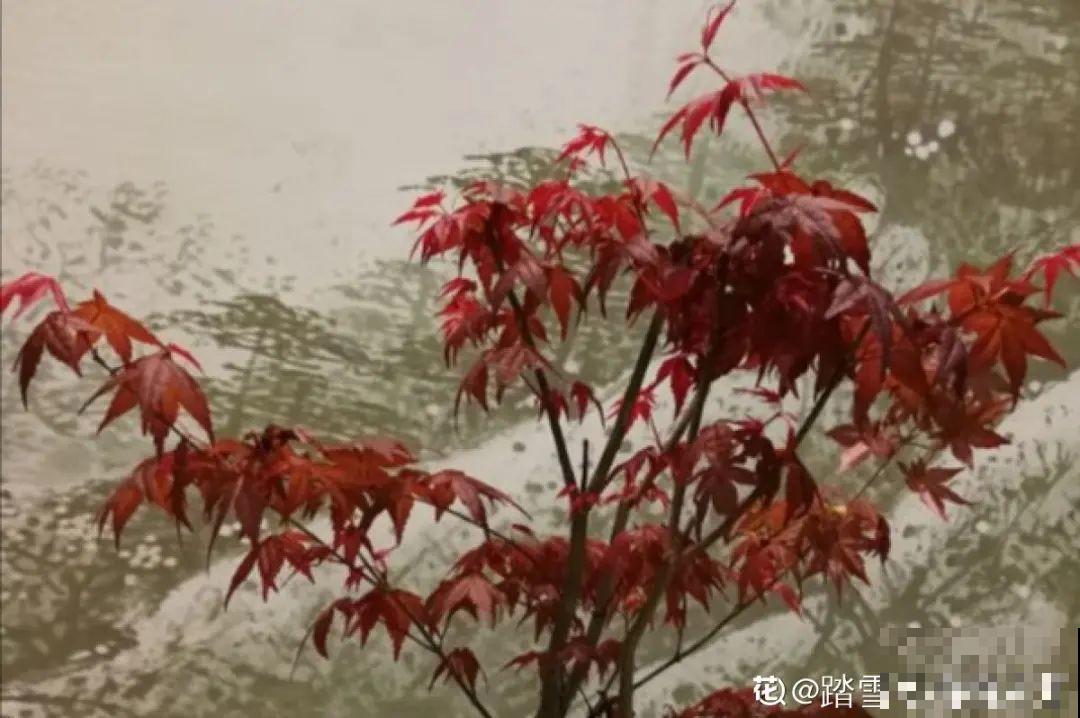 大雪天照样开花，耐寒性超好，冬天也能赏花