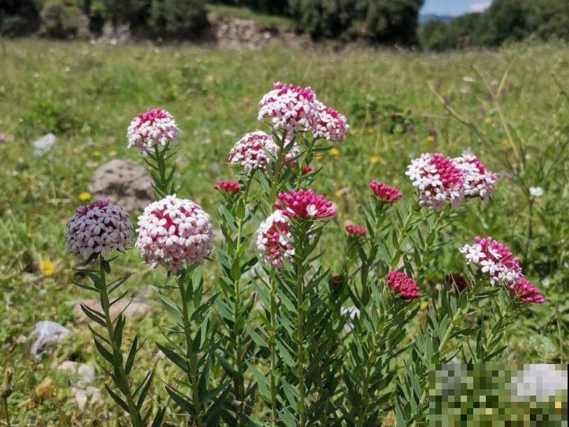 令人闻风丧胆的狼毒花，一身毒性，常用来做杀虫剂！