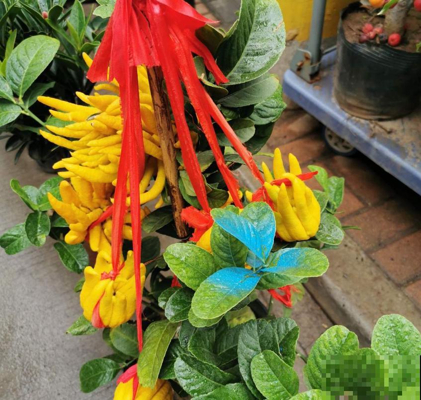 全能的佛手，一瓜多吃，观赏食用两不误！