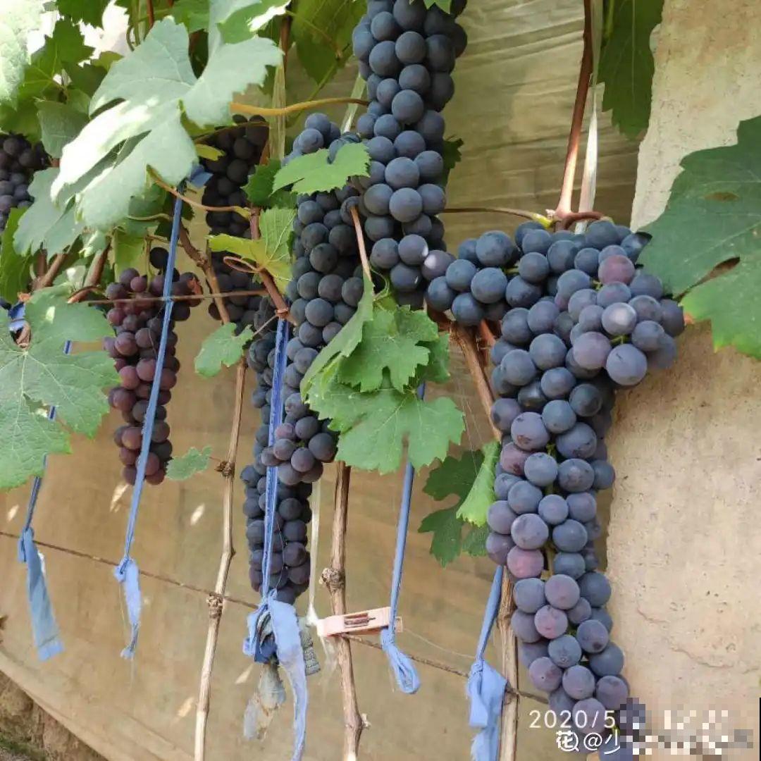 7种花,是天然染色剂,在古代非常名贵! 7种花,是天然染色剂,在古代非常名贵!