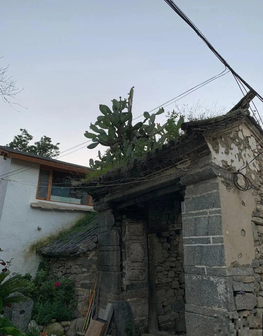 不死鸟太震撼了，长满整个屋顶，感觉都要压塌了