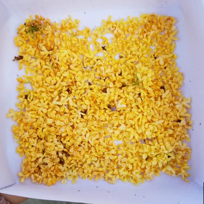 桂花花期结束也别松懈，做好这5点，来年花开爆盆！