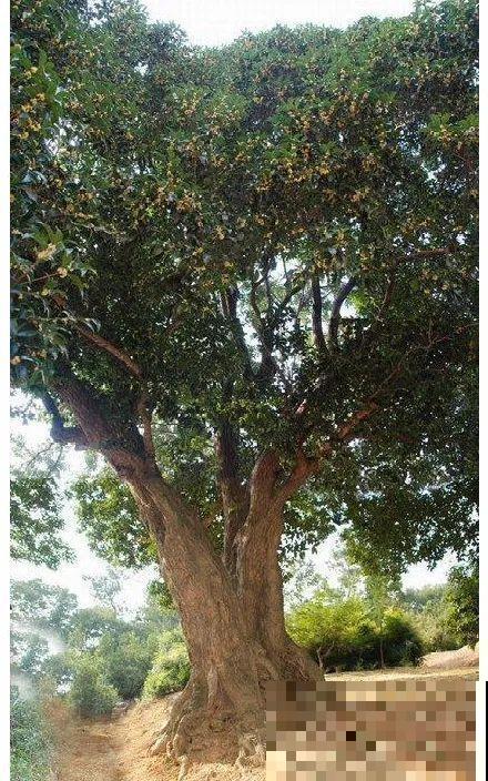 50年的桂花树，卖了5万块钱，大家觉得值吗？