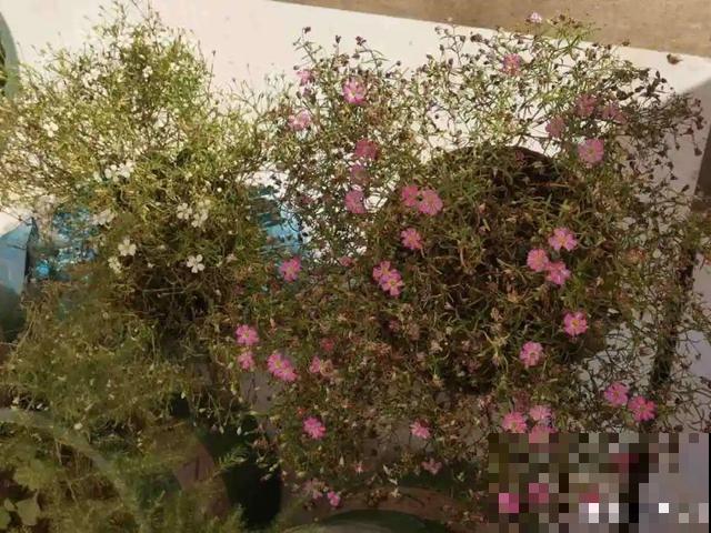 15种花，开完花就结种子，千万别丢掉