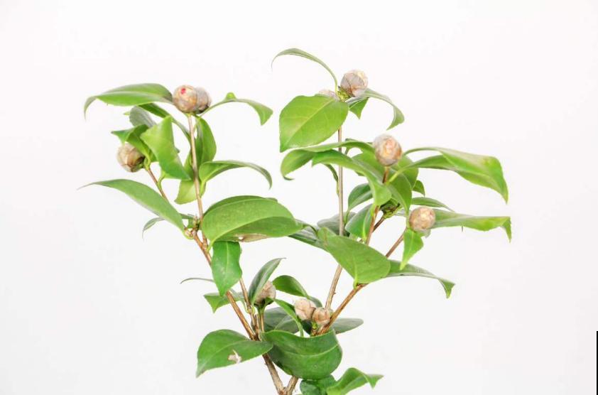 茶花疏蕾有讲究，时间、方法都不能随意，快学一学！