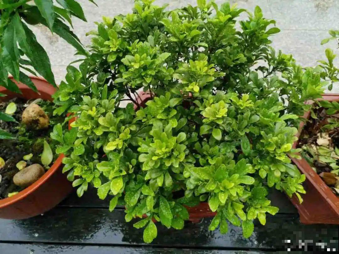 掉叶子第一名,10种花养成光杆,竟然还活着! 掉叶子第一名,10种花养成光杆,竟然还活着!