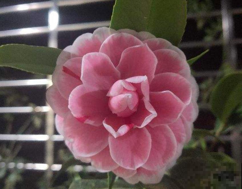 茶花五色赤丹，一花五色，花大如碗！