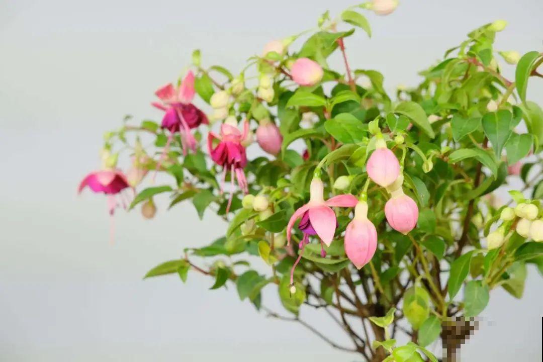 这花看一眼就爱上，年年死，但年年都想买！