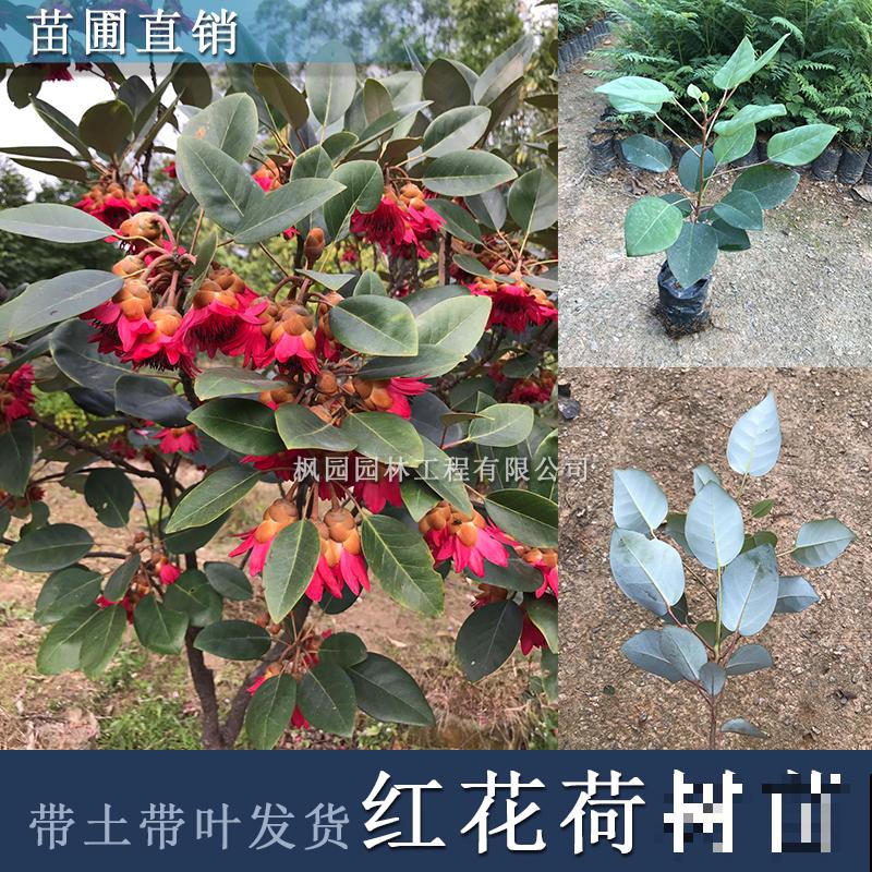 院里种棵红花荷，花大如盏，红彤彤的特喜庆！