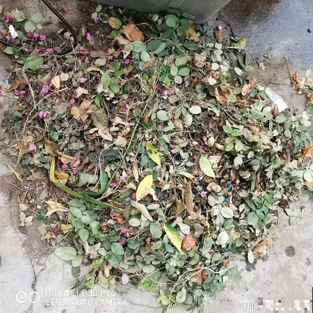 杀虫的好时机到了,虫卵一窝端,来年再也不生虫! 杀虫的好时机到了,虫卵一窝端,来年再也不生虫!