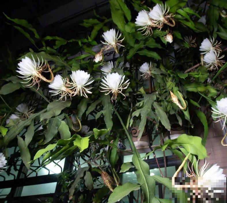 家养的花，开败之后还能炖，一点也不亏