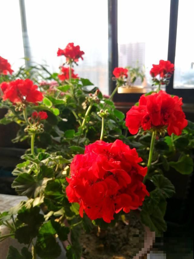 红红火火的“过冬花”，开花超热闹，适合冬天养