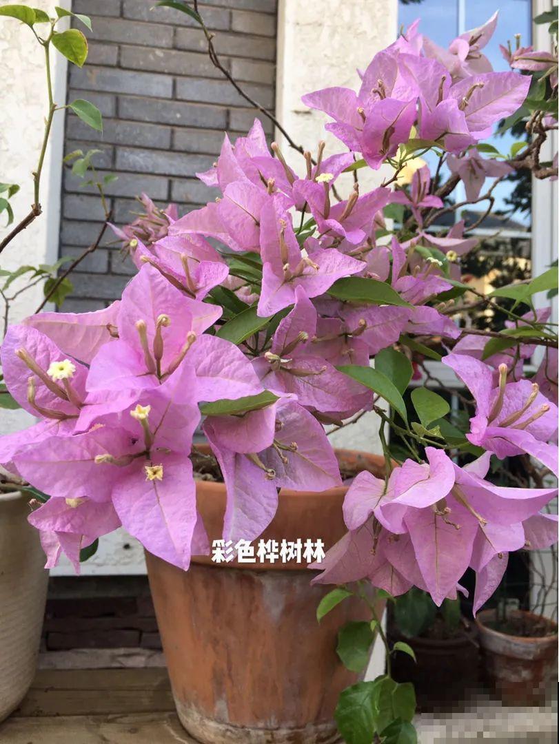这些花快搬进室内，再不搬就晚啦！死翘翘！