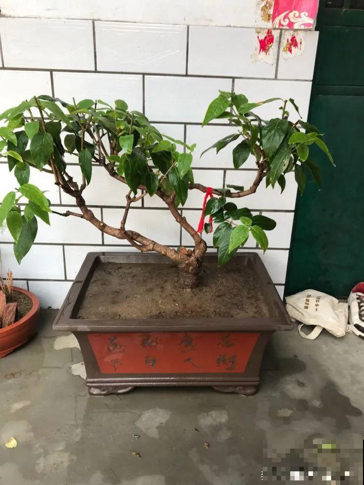 20种花特耐寒，放外面冻一冻，开花更多