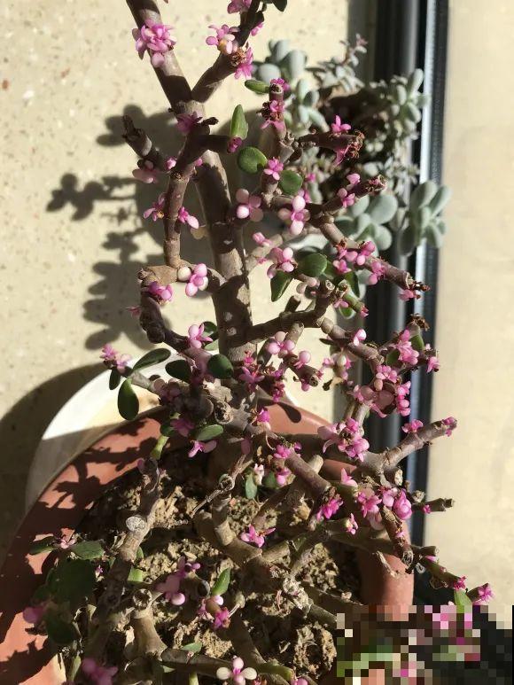 11月,千万别买这种花,养不活惹一肚子气! 11月,千万别买这种花,养不活惹一肚子气!