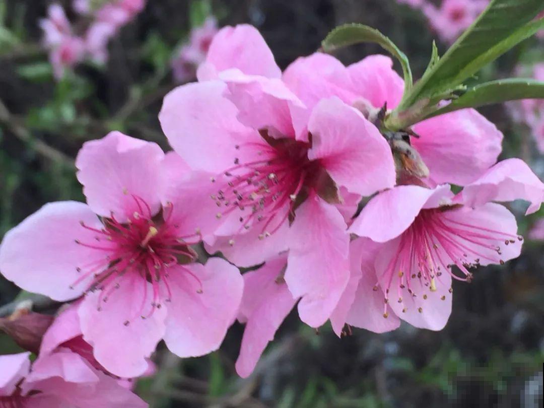 你在哪个城市，最适合养的花就是它！