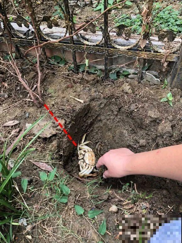 大螃蟹做花肥,秋天大补,花吃完就疯长了! 大螃蟹做花肥,秋天大补,花吃完就疯长了!