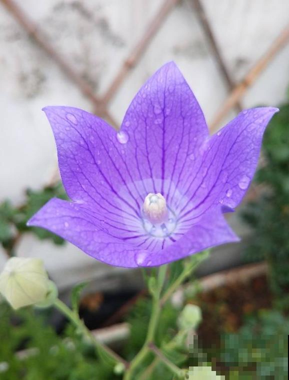 植物命名的5种方式,新奇有趣! 植物命名的5种方式,新奇有趣!