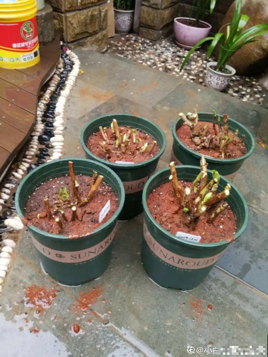 7种花冬天要休眠，看着好像枯死了，千万别丢掉