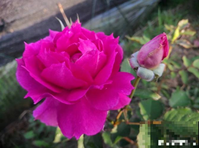 月季开花多与少,全看秋冬会不会养,2个工作要做好! 月季开花多与少,全看秋冬会不会养,2个工作要做好!