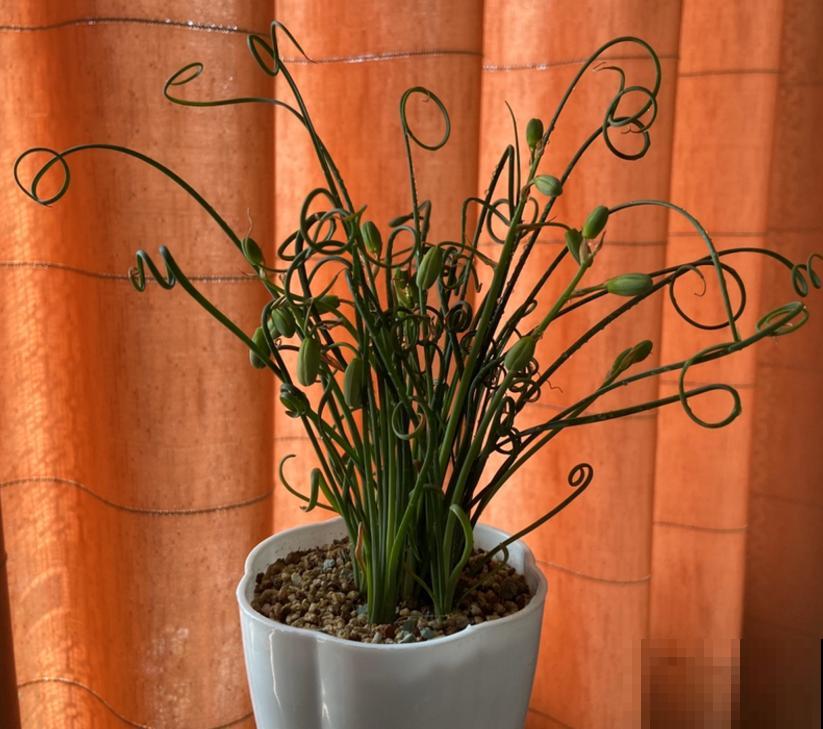 秋冬种盆弹簧草,不走寻常路,一头“卷发”特迷人! 秋冬种盆弹簧草,不走寻常路,一头“卷发”特迷人!