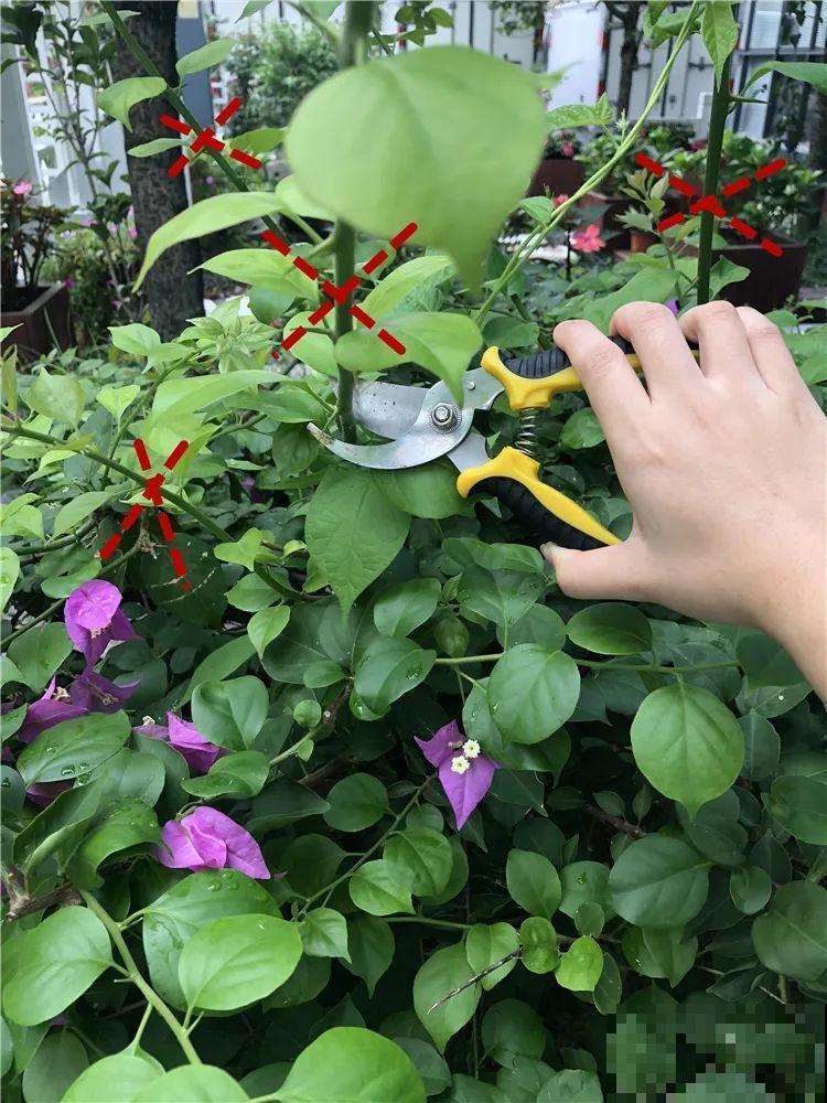 霜降来临，茉莉抓紧剪一波，更抗冻，好过冬！