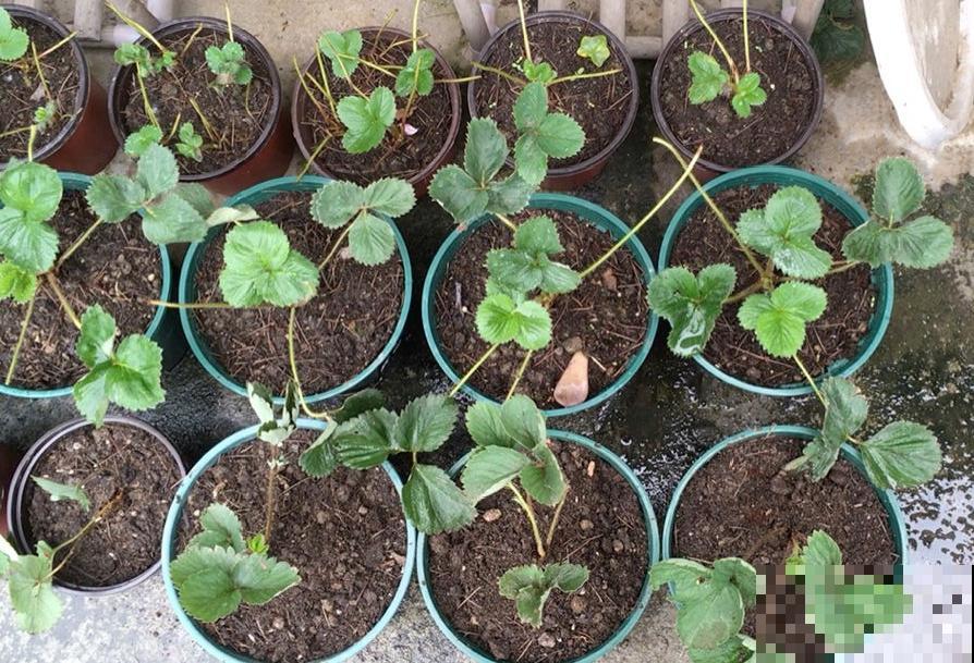 秋天养盆草莓，很快就开花，还能结果子