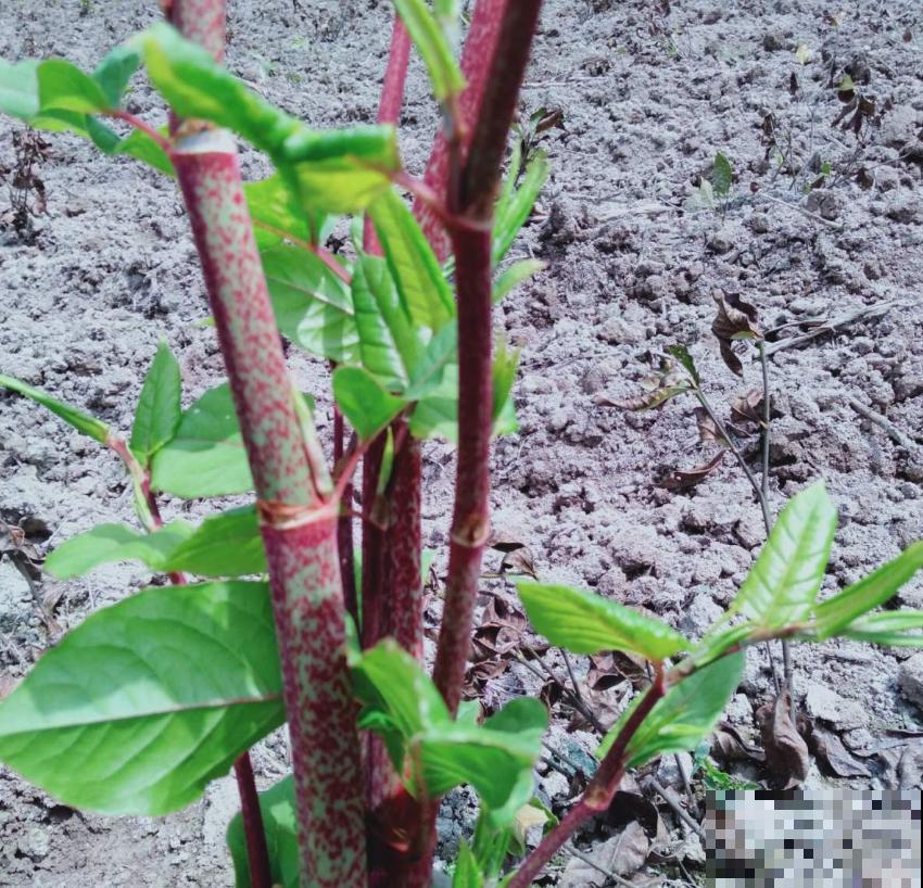 论能吃、会吃的好处，吃没了生物入侵，这操作太牛！