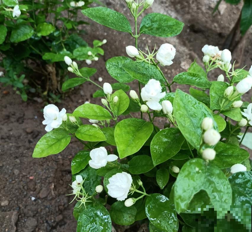 这5种花不抗冻，趁早搬进室内，暖暖活活过秋冬！