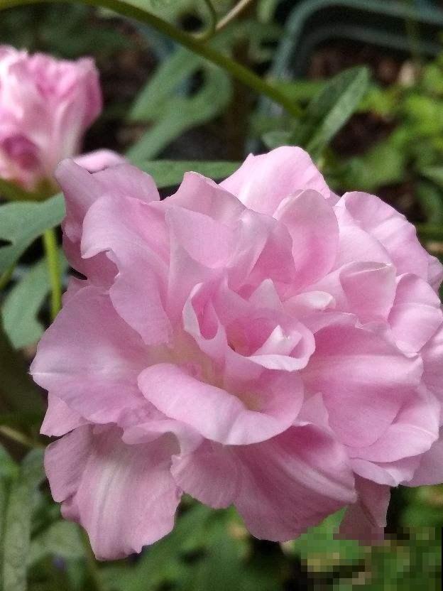 3种花开花颜值高,但是不能随意养护,泛滥成灾就麻烦了 3种花开花颜值高,但是不能随意养护,泛滥成灾就麻烦了