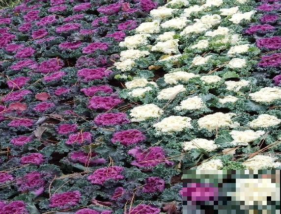 最适合院子种的花,皮实耐寒花期长,好养死不了! 最适合院子种的花,皮实耐寒花期长,好养死不了!