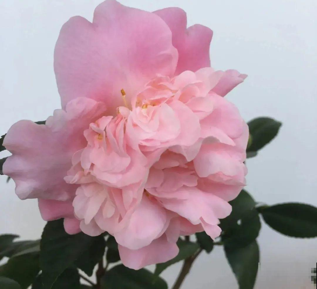 养了几十年的花,竟然是从牙签苗长起来,太辛苦! 养了几十年的花,竟然是从牙签苗长起来,太辛苦!