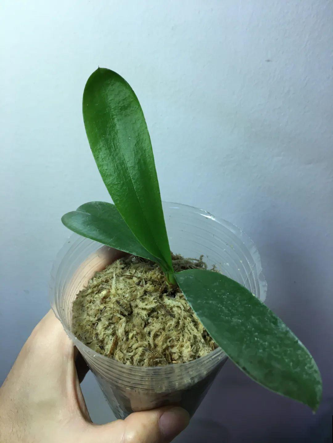 水培花只用水养，根系长得旺，太牛了！